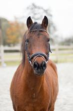 Onze Spirit zoekt een nieuw baasje, Dieren en Toebehoren, Pony's, Ruin, Recreatiepony