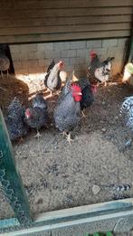 Kippen, Dieren en Toebehoren, Pluimvee, Meerdere dieren, Kip