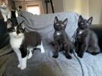Super lieve kittens te koop!, Dieren en Toebehoren, Katten en Kittens | Overige Katten, Meerdere dieren