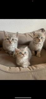 Britse korthaar kittens LAATSTE 2 KITTENS, Dieren en Toebehoren, Katten en Kittens | Raskatten | Korthaar, Meerdere dieren, Ontwormd