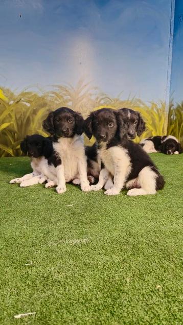 Te koop prachtige zuivere stabij pups. beschikbaar voor biedingen