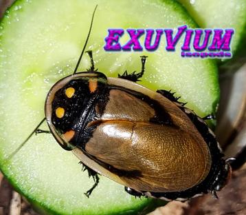 Lucihormetica grossei (Mega Glowspot Cockroach) kakkerlakken beschikbaar voor biedingen