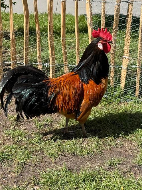 Vorwerk jonge haan te koop, Dieren en Toebehoren, Pluimvee, Kip, Mannelijk