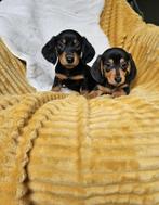 Dwergteckel  dwerg teckel teckel pups, Dieren en Toebehoren, Honden | Teckels en Dashonden, Meerdere, 8 tot 15 weken, Nederland