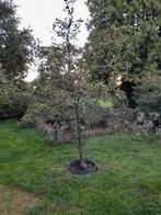 Fruitboom zoete handpeer., Ophalen, Perenboom, Lente