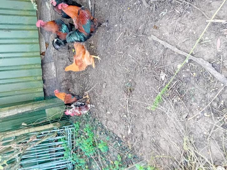 Diverse hanen, Dieren en Toebehoren, Pluimvee, Kip, Meerdere dieren