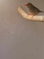 binse astride, Dieren en Toebehoren, Geslacht onbekend, Tropenvogel