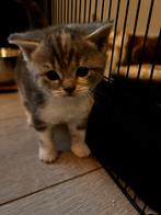 Mooie, lieve kittens te koop!, Dieren en Toebehoren, Katten en Kittens | Overige Katten, Meerdere dieren
