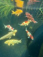 Japanse Koi Karpers, Dieren en Toebehoren, Vissen | Vijvervissen, Karper of Koi