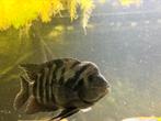Zebra chichlide koppel, Dieren en Toebehoren, Vissen | Aquariumvissen, Vis, Zoetwatervis