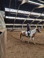 Verzorger aangeboden/verzorg pony gezocht, Ophalen of Verzenden, Zo goed als nieuw