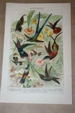 Antieke kleurenlitho - Vogels Kolibries - Circa 1900 !!, Gebruikt, Ophalen of Verzenden
