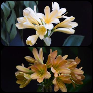 Clivia zaailing plantje, Yellow Ice Queen x Euro Peach beschikbaar voor biedingen