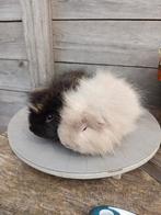 Ch Teddy - Koppel Beren, Cavia, Juni, Mannelijk, Tam