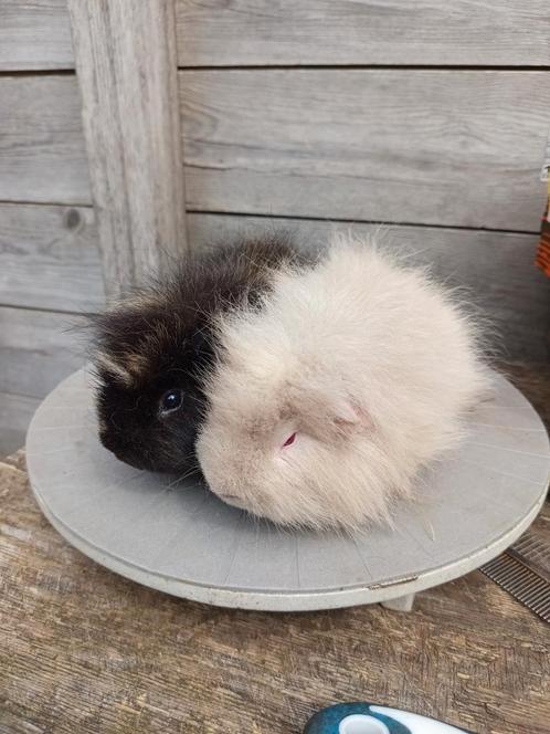 Ch Teddy - Koppel Beren, Dieren en Toebehoren, Knaagdieren, Mannelijk, Cavia, Juni, Tam