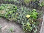 VASTE PLANTEN., Ophalen, Zomer, Overige soorten