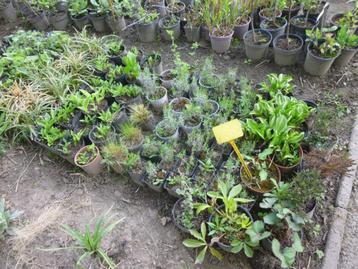 VASTE PLANTEN. beschikbaar voor biedingen