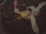Kittens (zie omschrijving)