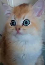 Britse korthaar golden schaded (ny11) poesje 2maanden oud, Dieren en Toebehoren, Katten en Kittens | Raskatten | Korthaar, Poes