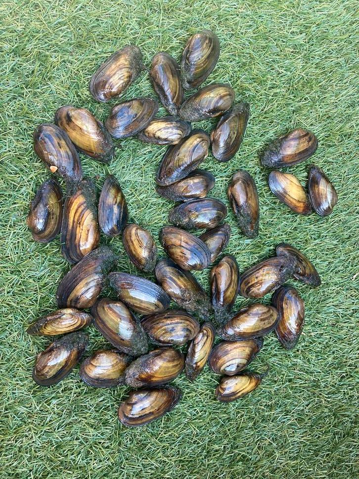 Zoetwatermosselen, Tuin en Terras, Vijver-toebehoren, Nieuw, Ophalen