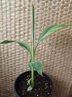 Musa mint variegata, Overige soorten, Vaste plant, Ophalen of Verzenden, Halfschaduw