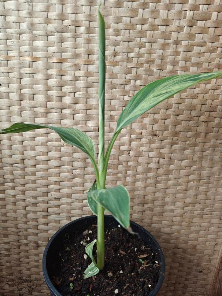 Musa Accuminata mint variegata, Tuin en Terras, Planten | Tuinplanten, Vaste plant, Overige soorten, Halfschaduw, Zomer, Ophalen of Verzenden