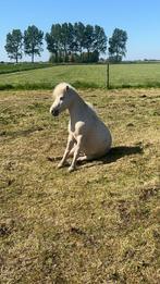 Lieve Shetlander ruin, Dieren en Toebehoren, Pony's, Ruin, A pony (tot 1.17m), Gechipt, 7 tot 10 jaar