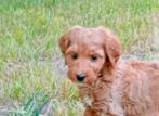 Cockapoo herplaatsing pup zoekt tweede kans, CDV (hondenziekte), 8 tot 15 weken, Eén hond, Nederland