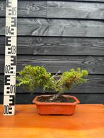 Bonsai Jeneverbes, Ophalen of Verzenden, Overige soorten, Minder dan 100 cm