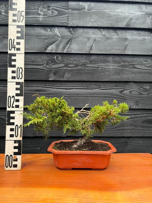 Bonsai Jeneverbes 1, Tuin en Terras, Planten | Bomen, Overige soorten, Minder dan 100 cm, Ophalen of Verzenden