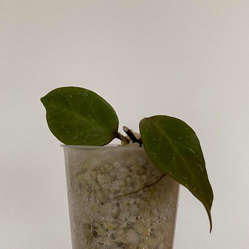 Ongewortelde kamerplant stek - Hoya Sunrise, Huis en Inrichting, Kamerplanten, Overige soorten, Minder dan 100 cm, Ophalen of Verzenden