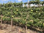Fruitbomen in leivorm / Leibomen / Peer, Ophalen, Lente, Perenboom, Halfschaduw