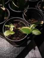 Tradescantia stek, Ophalen of Verzenden, Halfschaduw, Minder dan 100 cm