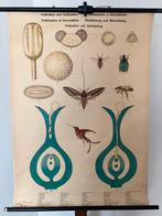 Schoolplaat bestuiving en bevruchting, Antiek en Kunst, Antiek | Schoolplaten, Ophalen of Verzenden, Natuur en Biologie