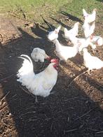 Broedeieren poule de bres te koop, Dieren en Toebehoren, Pluimvee, Geslacht onbekend, Kip