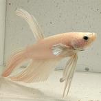 Betta splendens man 33, Dieren en Toebehoren, Vissen | Aquariumvissen, Vis