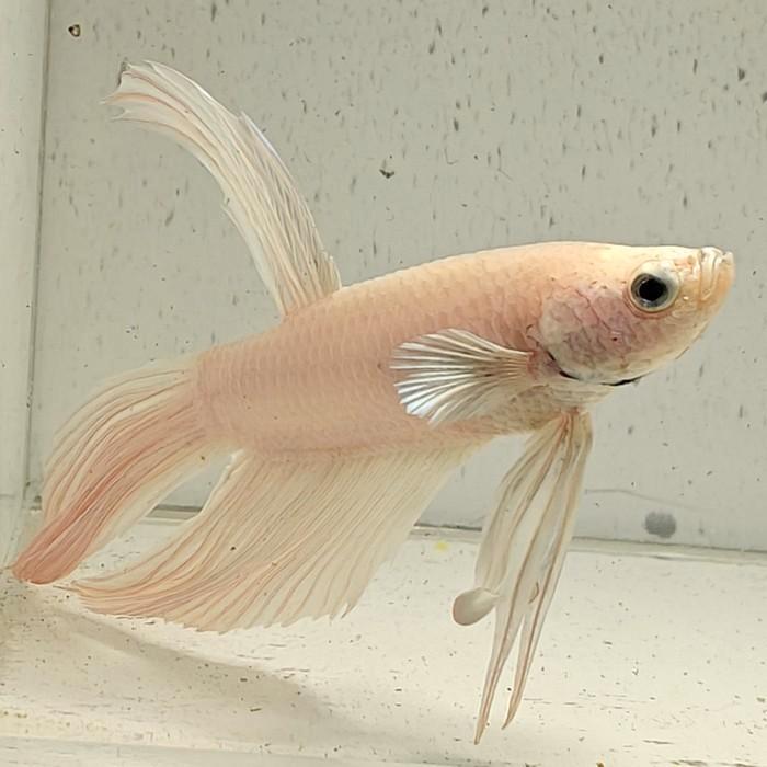 Betta splendens man 33, Dieren en Toebehoren, Vissen | Aquariumvissen, Vis