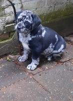 Prachtige Aussiedor pups., Parvo, 8 tot 15 weken, Meerdere, Meerdere dieren