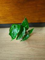 Monstera membranacea plantjes/stekjes, Ophalen of Verzenden, Halfschaduw, Minder dan 100 cm