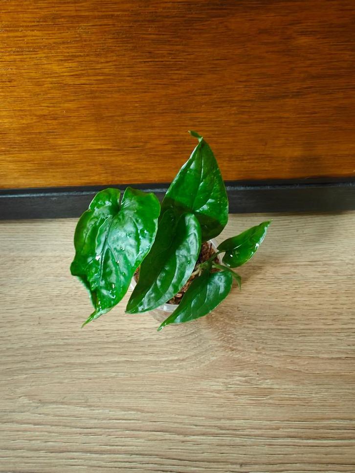 Monstera membranacea plantjes/stekjes, Huis en Inrichting, Kamerplanten, Minder dan 100 cm, Halfschaduw, Ophalen of Verzenden
