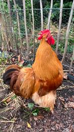 Haan Cochin 1,5 jaar, Dieren en Toebehoren, Mannelijk, Kip
