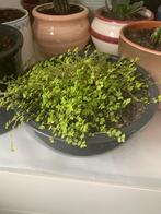 Vet plant met pot  €5, Huis en Inrichting, Kamerplanten, Ophalen, Halfschaduw, Minder dan 100 cm