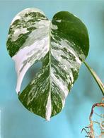 Topkwaliteit, gewortelde Monstera Albo Variegata Stek / wit, Ophalen, Overige soorten, Minder dan 100 cm
