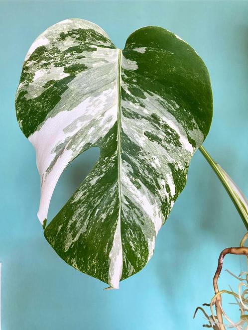 Topkwaliteit, gewortelde Monstera Albo Variegata Stek / wit, Huis en Inrichting, Kamerplanten, Overige soorten, Minder dan 100 cm