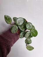 Hoya mathilde Super Splash, Overige soorten, Minder dan 100 cm, Ophalen of Verzenden, Bloeiende kamerplant