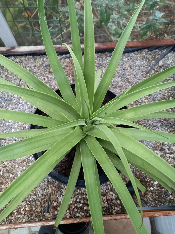 Prachtige Agave Vetplant in Pot, Huis en Inrichting, Kamerplanten, Ophalen