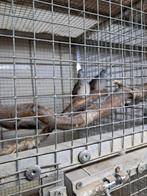 Zebraduif /vredesduif, Geslacht onbekend, Overige soorten