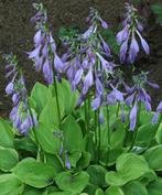 Hosta - Hartlelie met blauwpaarse bloemen, Overige soorten, Vaste plant, Ophalen of Verzenden, Halfschaduw