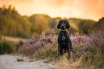 Duitse staande korthaar pups met gratis opvoedingsadvies ☆, Dieren en Toebehoren, Honden | Setters en Staande honden, Duitse Staande hond