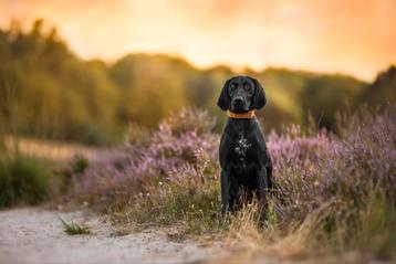 Duitse staande korthaar pups met gratis opvoedingsadvies ☆ beschikbaar voor biedingen